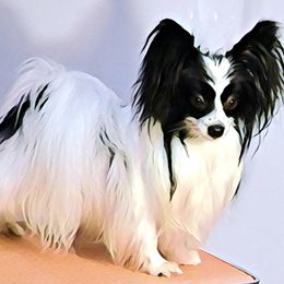 Tux - Papillon