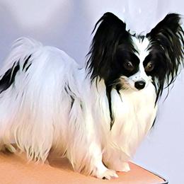 Tux - Papillon