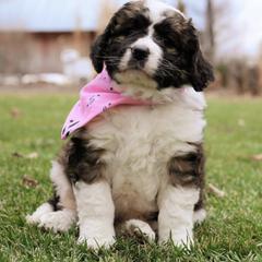 Saint Berdoodle Puppies from Mason Creek Saint Berdoodles, LLC