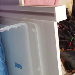 Doberman Pinscher Puppies from Gambler Dobermans