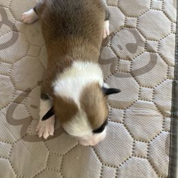 Pembroke Welsh Corgi Puppies from Mesa Acre