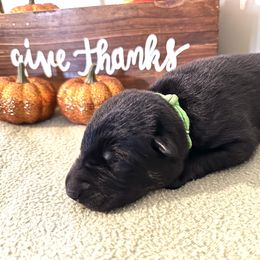Boy 2 - Black and tan German Shepherd puppy in Grand Rapids, Michigan from Redmond German Shepherds