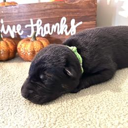 Boy 2 - Black and tan German Shepherd puppy in Grand Rapids, Michigan from Redmond German Shepherds