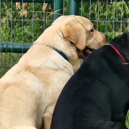 Labrador Retrievers from Pure Gem Kennel