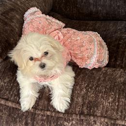 Maltese Puppies from TCBs Glowing Maltese