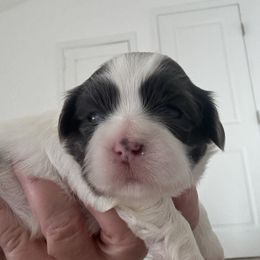 River - Blue and white male Shih Tzu puppy in Ridgecrest, California from Love4Shihtzu