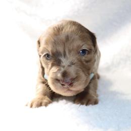 Qwerty - 2500 - Dapple male Dachshund puppy in Sonora, Kentucky from Maple Hill Miniature Dachshunds