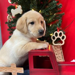Yellow - Yellow male Labrador Retriever puppy in Heath Springs, South Carolina from Rich Hill Retrievers