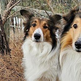 Collies and Scottish Collies from Franklin Farm Collies