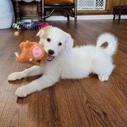 Frisky - White and gold female Border Collie puppy in Piedmont, South Carolina from Soaring Borders Border Collies