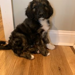 Bernedoodle Puppies from White Oak
