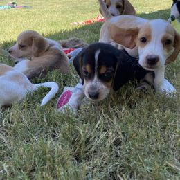 Beagle and Doberman Pinscher Puppies from Desert Mountain Canines