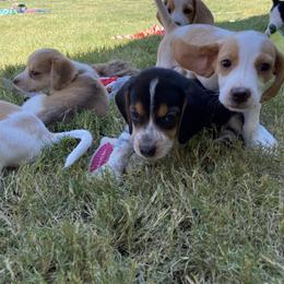Beagle and Doberman Pinscher Puppies from Desert Mountain Canines