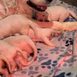 Golden Retriever Puppies from Shady Creek Goldens