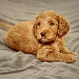 Misty - Caramel red female Australian Labradoodle puppy in Stanwood, Washington from Victoria Creek Australian Labradoodles