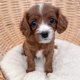 Cookie - Red female Cavapoo puppy in Apache Junction, Arizona from Coffey House Doodles