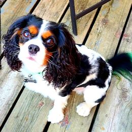 Reid - Cavalier King Charles Spaniel