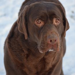 River - Labrador Retriever