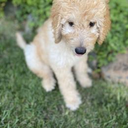 Goldendoodle Puppies from Dhalia’s Doodles