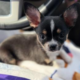Rex - Black and tan male Chihuahua puppy in Harrison, Michigan from Cloud9 Chihuahuas