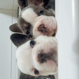 French Bulldog Puppies from Kaity Vaughn