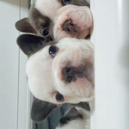 French Bulldog Puppies from Kaity Vaughn