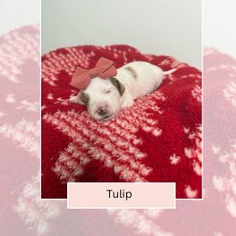 Orchid - Parti female Goldendoodle puppy in Las Vegas, Nevada from Bridges Goldendoodles