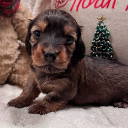 George - Red male Dachshund puppy in Sumrall, Mississippi from Huckleberry Tails