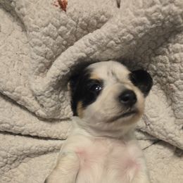 Dachshunds from Mustard Creek Daucshunds