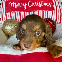 Jingles - Chocolate and tan female Dachshund puppy in Holtwood, Pennsylvania from Holly Hill Dachshunds