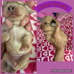 Hazel - Dapple female Dachshund puppy in Elko, Nevada from Willow Creek Acres Dachshunds & Collies