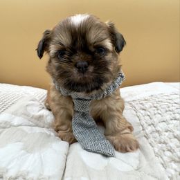 Boy - Red male Shih Tzu puppy in Rhode Island from Sacred Light Shihtzu