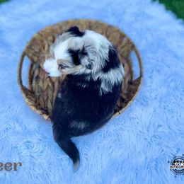 "Raya" Australian Shepherd and Miniature Australian Shepherd Puppies from Integrity Aussies Tx
