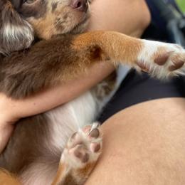 Miniature Australian Shepherd Puppies from Peace Creek Aussies
