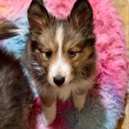 Brownie - Sable & white female Toy Shetland Sheepdog puppy in Magnolia, Texas from Solace Shelties and Pomskies