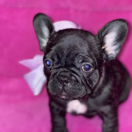 Sugar - French Bulldog