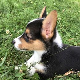 Girl 2 - Black and tan Pembroke Welsh Corgi puppy in Lima, New York from Hickory Springs Corgis