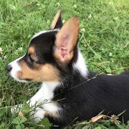Girl 2 - Black and tan Pembroke Welsh Corgi puppy in Lima, New York from Hickory Springs Corgis