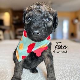 Finn - Wheaten male Whoodle puppy in Knoxville, Tennessee from Fleury Farm Doodles TN