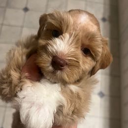 Lucian - Wheaten male Miniature Schnauzer puppy in Grayson, Kentucky from Seventh Heaven Schnauzers