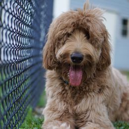 Sky - Goldendoodle