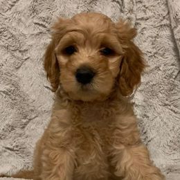 Boy 1 - Labradoodle puppy in California from Daisy Uribe's Labradoodles