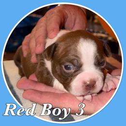 Red Boy 3 - Red male Boston Terrier puppy in Mc Donough, Georgia from Ballard Boston Terriers