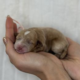 Rey - Pink - Red female Cavapoo puppy in South Jordan, Utah from Simply Sweet Paws. LLC