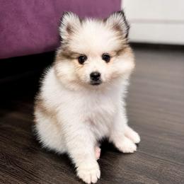 Dixie - Gray and white female Pomsky puppy in La Verne, California from Red Cedar Pomskies