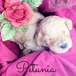 Poodle Puppies from Serene Arenas' Standard Poodles