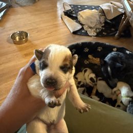 Boy 2 - Red speckled male Australian Cattle Dog puppy in Dillon, Montana from DPH Australian Cattle Dogs