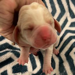 Pink Female - Lemon and white female Basset Hound puppy in Temple, Texas from Southern Rose Bassets