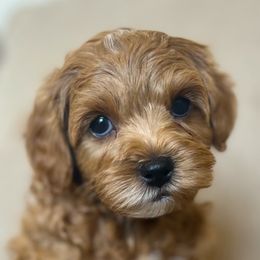 Cavapoo puppies from The Cavapoo Family