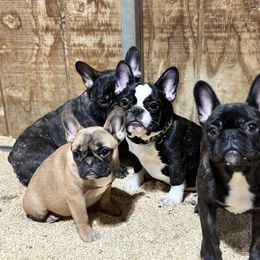 French Bulldog and Labrador Retriever Puppies from Desiree Ortiz's French Bull Dogs and Labrador Retrievers
